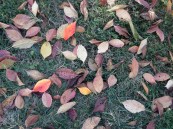 SusanSpangler, #shygirl, #kindness, #gratitude, #family, #familylove, #inspiration, #encouragement, #affirmation, #boundaries, #stress, #comfortzone