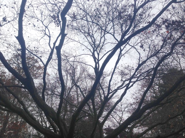 SusanSpangler, #shygirl, #kindness, #gratitude, #family, #familylove, #inspiration, #encouragement, #affirmation, #boundaries, #stress, #comfortzone