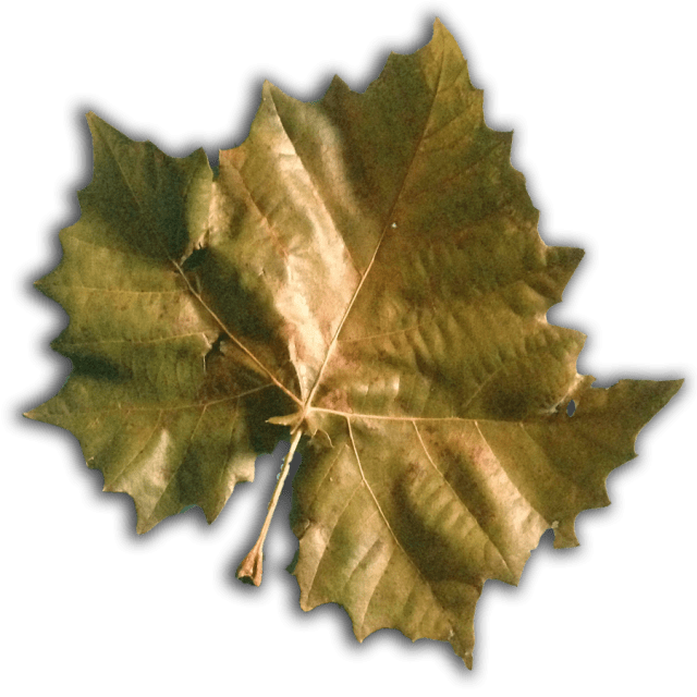 SusanSpangler, #shygirl, #kindness, #gratitude, #family, #familylove, #inspiration, #encouragement, #affirmation, #boundaries, #stress, #comfortzone