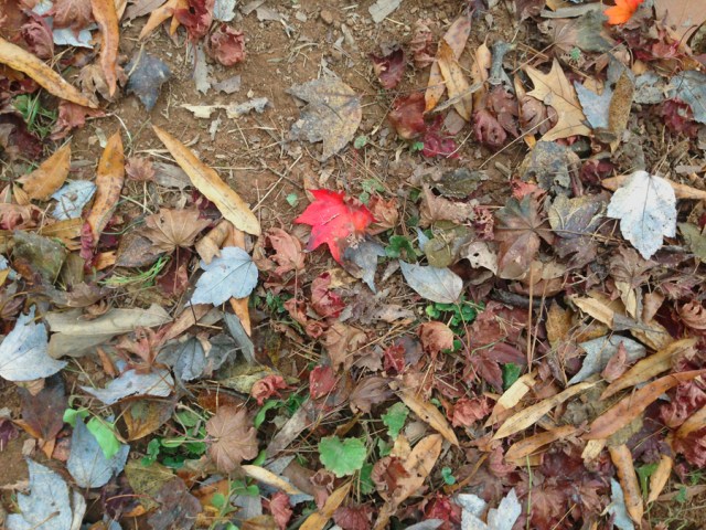 SusanSpangler, #shygirl, #kindness, #gratitude, #family, #familylove, #inspiration, #encouragement, #affirmation, #boundaries, #stress, #comfortzone